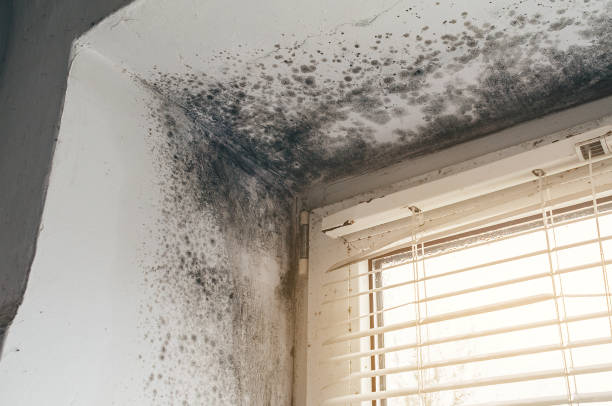Affordable Attic Mold Remediation solutions in Benzonia, MI