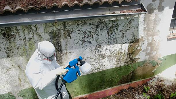 Top rated local Attic Mold Remediation specialists in Benzonia, MI